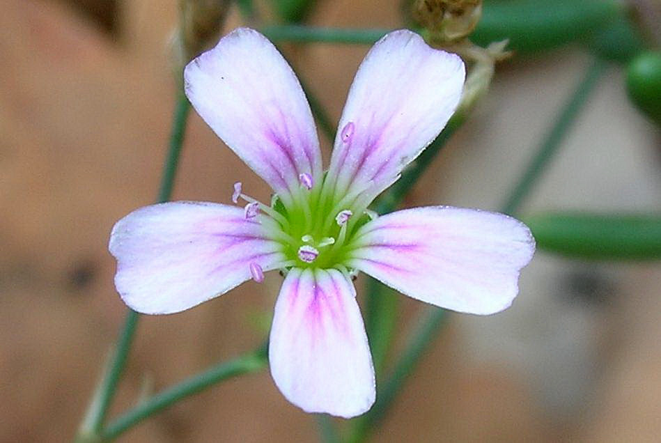 Petrorhagia saxifraga / Garofanina spaccasassi